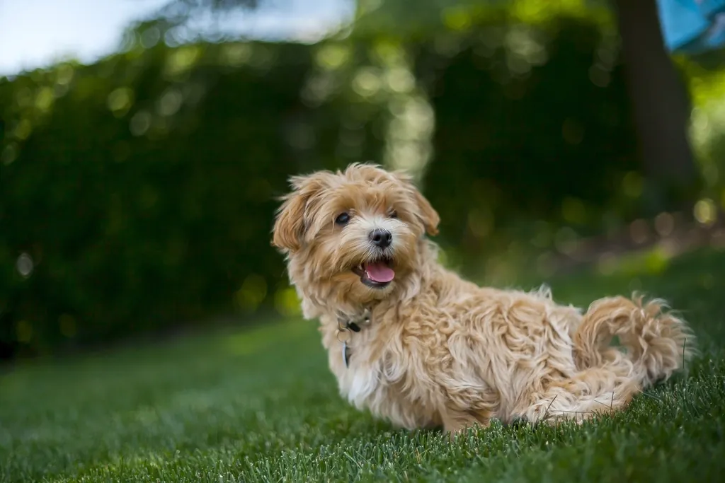 Small dog lying on a soft green lawn