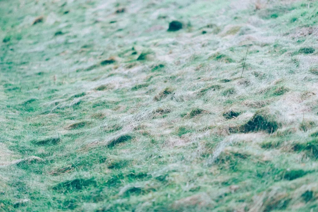 Close-up of fresh green grass blades