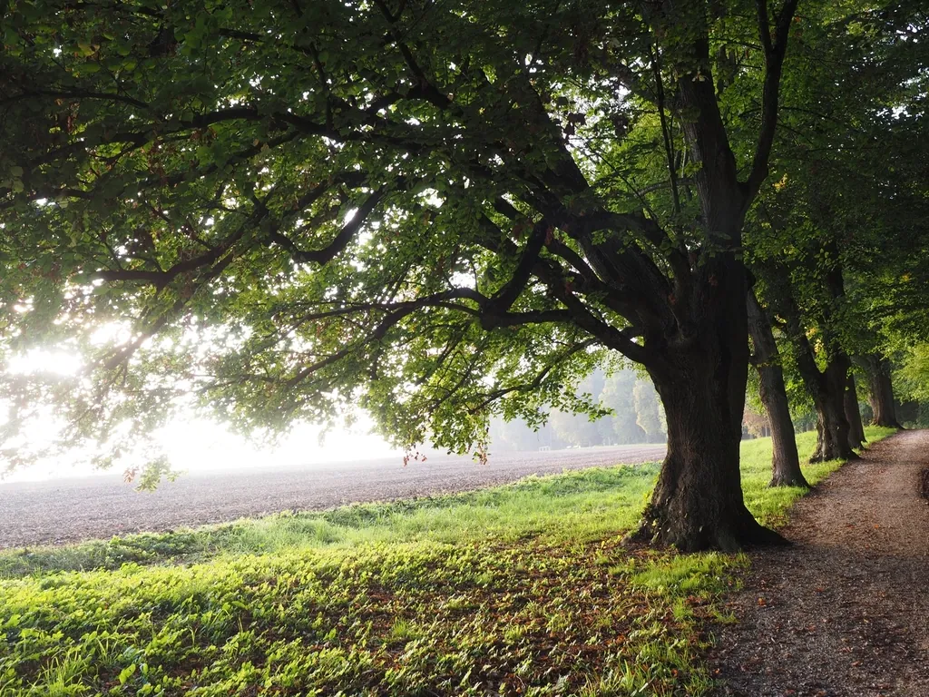 Lawn running under a big oak tree beside a path, morning light