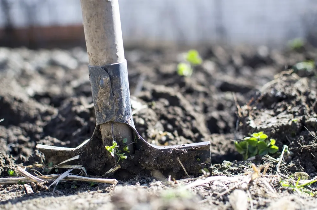 Spade turning dark garden soil, ready for levelling